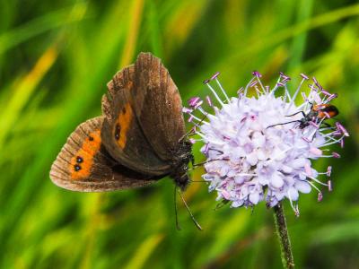 Moiré sylvicole (Le), Nègre à bandes fauves (Le),  Erebia aethiops (Esper, 1777)