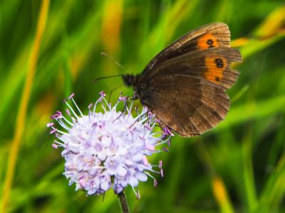 Moiré sylvicole (Le), Nègre à bandes fauves (Le),  Erebia aethiops (Esper, 1777)