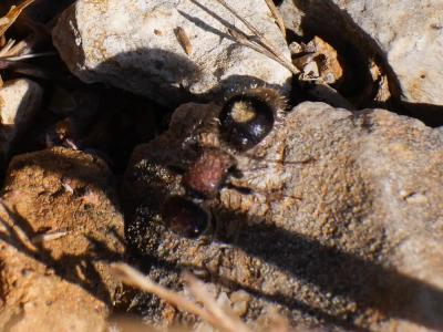  Mutillidae Latreille, 1802
