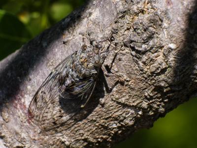 Cigale grise (la), Cigale de l'orne (la), Cigale p Cicada orni Linnaeus, 1758