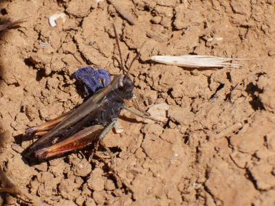 Criquet noir-ébène Omocestus rufipes (Zetterstedt, 1821)