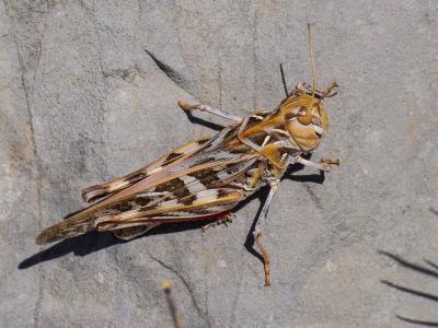 Oedipode soufrée Oedaleus decorus (Germar, 1825)