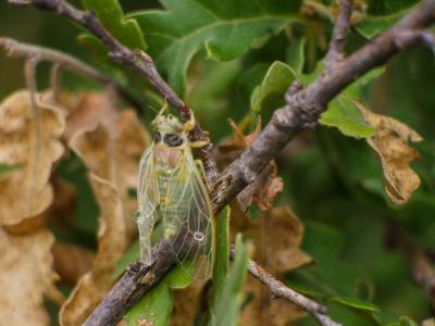 Cigalette pygmée (la) Tettigettula pygmea (Olivier, 1790)