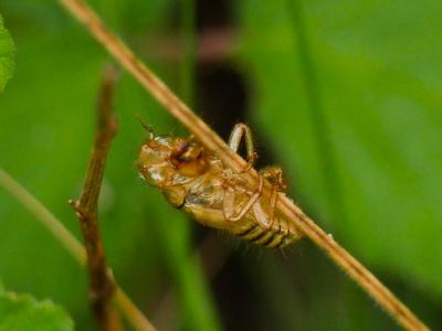 Cigalette pygmée (la) Tettigettula pygmea (Olivier, 1790)