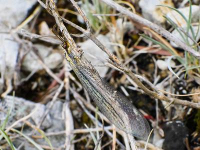  Macronemurus appendiculatus (Latreille, 1807)