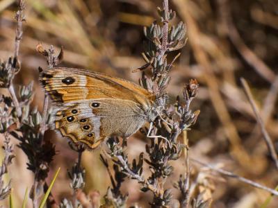 Fadet des garrigues (Le), Palémon (Le), Doré (Le) Coenonympha dorus (Esper, 1782)