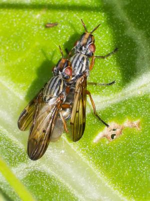  Dorycera graminum (Fabricius, 1794)