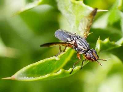  Dorycera graminum (Fabricius, 1794)