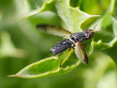  Dorycera graminum (Fabricius, 1794)
