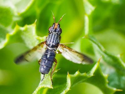  Dorycera graminum (Fabricius, 1794)