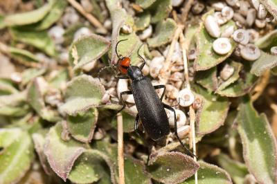  Epicauta rufidorsum (Goeze, 1777)