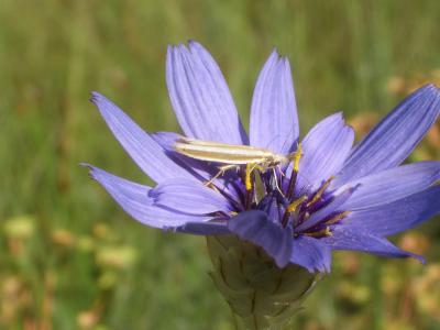  Pleurota aristella (Linnaeus, 1767)