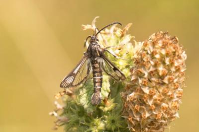 Sésie de la Sanguisorbe (La) Pyropteron leucomelaenum (Zeller, 1847)