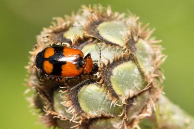  Lebia cruxminor (Linnaeus, 1758)
