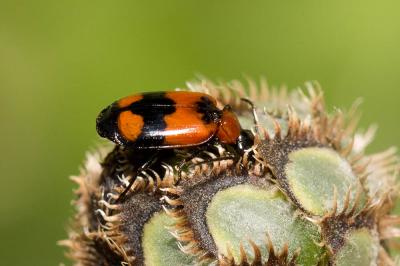  Lebia cruxminor (Linnaeus, 1758)