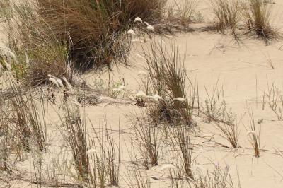 Canne d'Italie Tripidium ravennae (L.) H.Scholz, 2006
