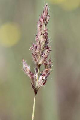 Canne d'Italie Tripidium ravennae (L.) H.Scholz, 2006