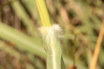 Canne d'Italie Tripidium ravennae (L.) H.Scholz, 2006