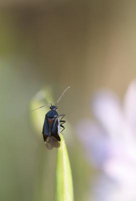  Deraeocoris ribauti Wagner, 1943