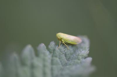  Macropsis Lewis, 1834