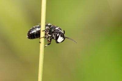  Hylaeus signatus (Panzer, 1798)