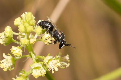  Hylaeus signatus (Panzer, 1798)