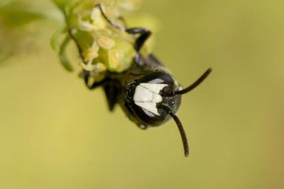  Hylaeus signatus (Panzer, 1798)