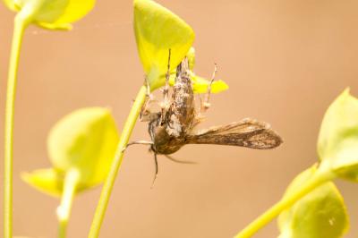 Sésie Teigne (La) Tinthia tineiformis (Esper, 1789)
