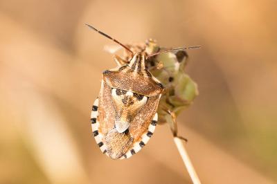  Codophila varia (Fabricius, 1787)