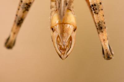 Caloptène occitan Calliptamus wattenwylianus (Pantel, 1896)
