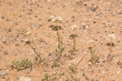 Achillée odorante Achillea odorata L., 1759