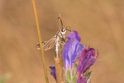 Sésie hispanique Pyropteron hispanicum (Kallies, 1999)