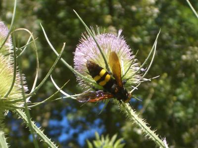  Megascolia maculata flavifrons (Fabricius, 1775)