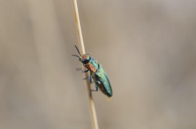 Bupreste hongrois Anthaxia hungarica (Scopoli, 1772)