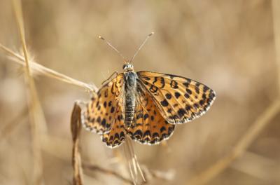 Mélitée orangée (La), Damier orangé (Le), Diane (L Melitaea didyma (Esper, 1778)