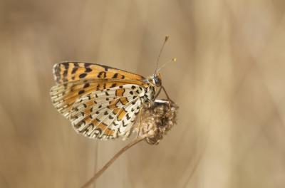 Mélitée orangée (La), Damier orangé (Le), Diane (L Melitaea didyma (Esper, 1778)
