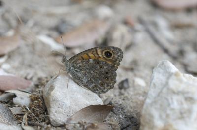 Mégère (La), Satyre (Le) Lasiommata megera (Linnaeus, 1767)