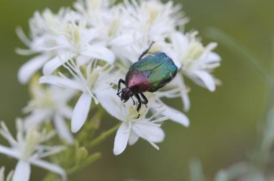 Cétoine dorée (la), Hanneton des roses Cetonia aurata (Linnaeus, 1758)