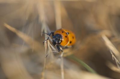  Tituboea biguttata (Olivier, 1791)