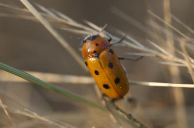  Tituboea biguttata (Olivier, 1791)