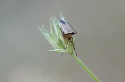  Adelphocoris vandalicus (Rossi, 1790)
