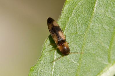  Betarmon bisbimaculatus (Fabricius, 1803)