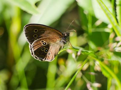 Tristan (Le) Aphantopus hyperantus (Linnaeus, 1758)