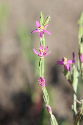 Petite-centaurée en épis Schenkia spicata (L.) G.Mans., 2004