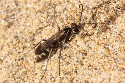  Pompilus cinereus (Fabricius, 1775)