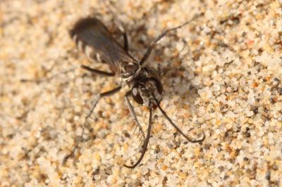  Pompilus cinereus (Fabricius, 1775)