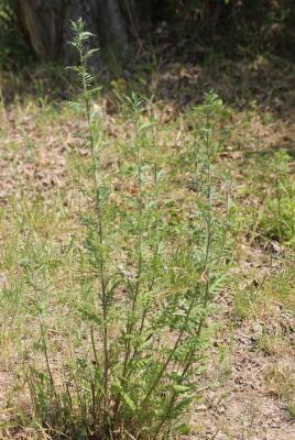 Armoise commune, Herbe de feu Artemisia vulgaris L., 1753