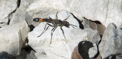  Ammophila sabulosa (Linnaeus, 1758)