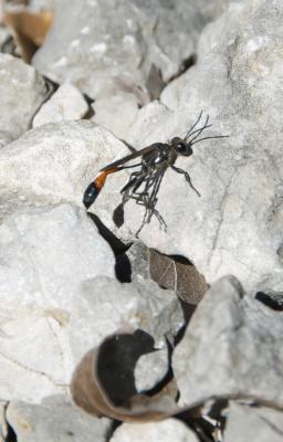  Ammophila sabulosa (Linnaeus, 1758)