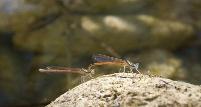 Agrion orangé Platycnemis acutipennis Selys, 1841